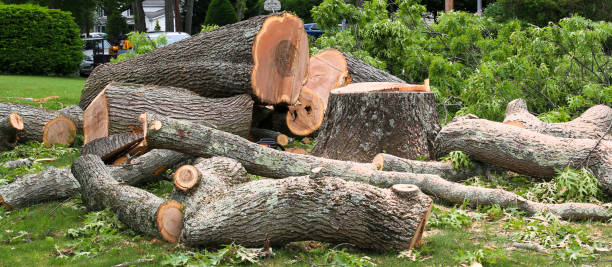 Trusted Julian, CA Tree Services Experts